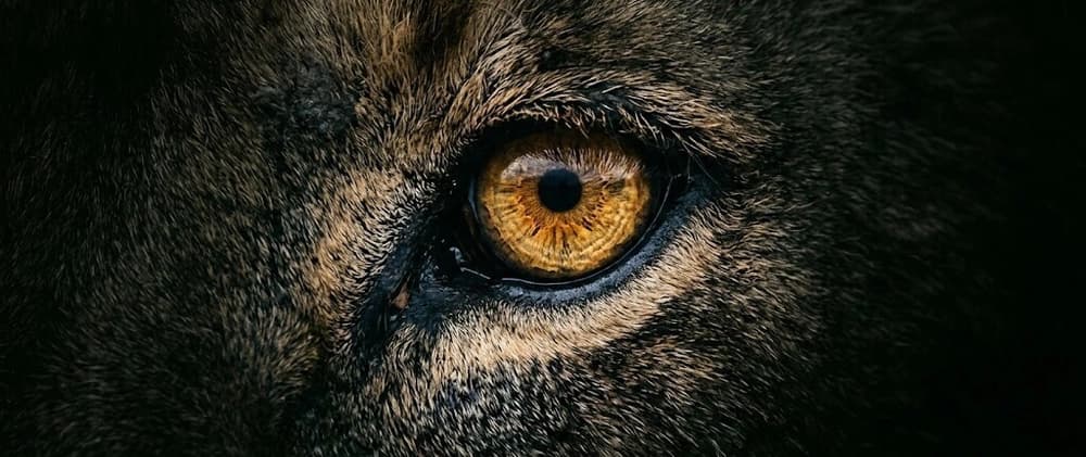 Brave Browser Is the King in 2025–2026. There Is No Second Option